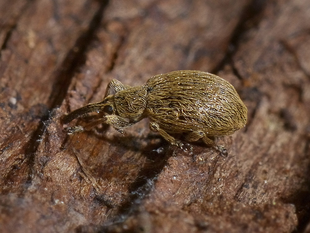 Trichopterapion holosericeum